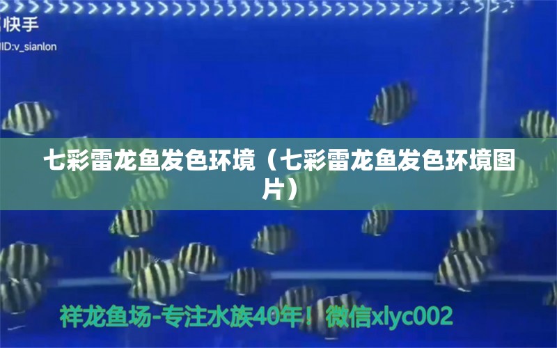 七彩雷龍魚發(fā)色環(huán)境（七彩雷龍魚發(fā)色環(huán)境圖片） 廣州龍魚批發(fā)市場