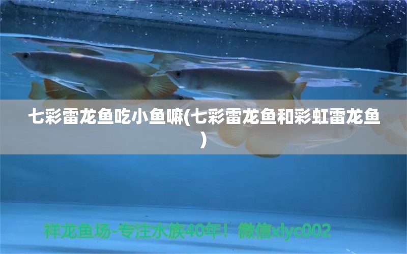 七彩雷龍魚(yú)吃小魚(yú)嘛(七彩雷龍魚(yú)和彩虹雷龍魚(yú))