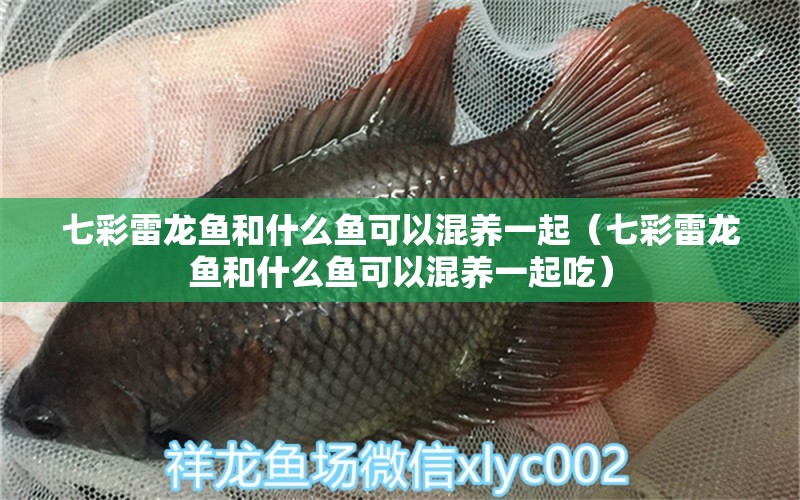 七彩雷龍魚和什么魚可以混養(yǎng)一起（七彩雷龍魚和什么魚可以混養(yǎng)一起吃） 廣州龍魚批發(fā)市場