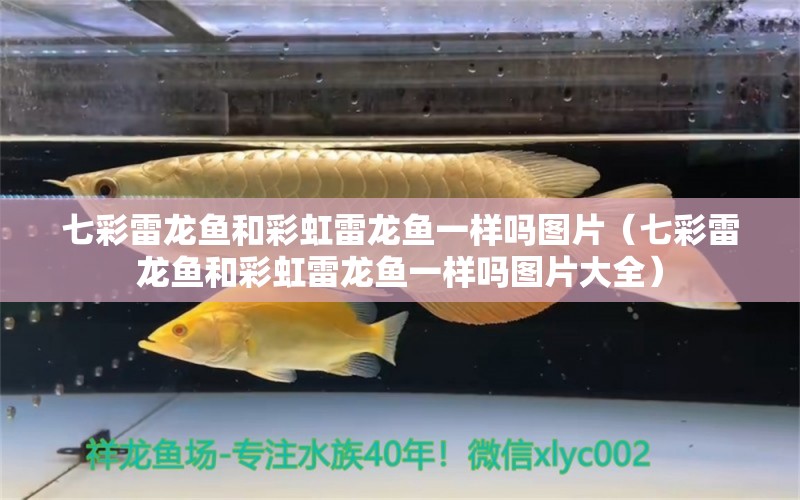 七彩雷龍魚(yú)和彩虹雷龍魚(yú)一樣嗎圖片（七彩雷龍魚(yú)和彩虹雷龍魚(yú)一樣嗎圖片大全）