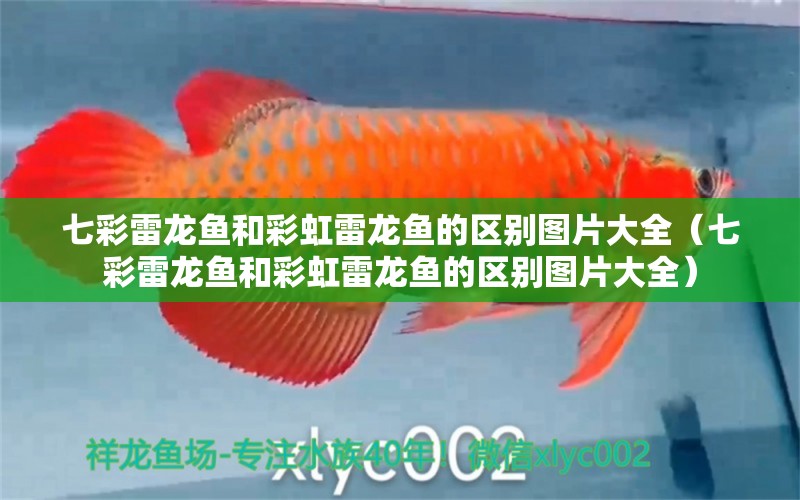 七彩雷龍魚(yú)和彩虹雷龍魚(yú)的區(qū)別圖片大全（七彩雷龍魚(yú)和彩虹雷龍魚(yú)的區(qū)別圖片大全） 廣州龍魚(yú)批發(fā)市場(chǎng)