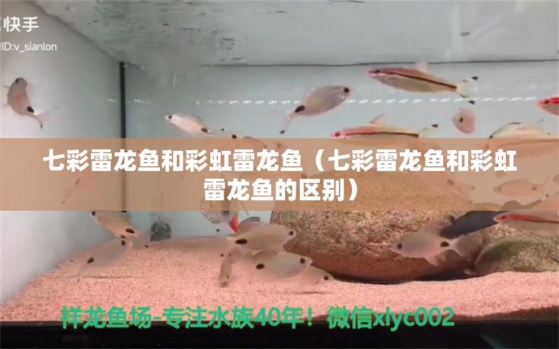 七彩雷龍魚(yú)和彩虹雷龍魚(yú)（七彩雷龍魚(yú)和彩虹雷龍魚(yú)的區(qū)別）