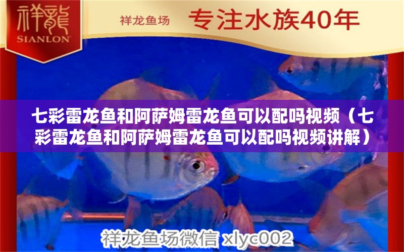 七彩雷龍魚和阿薩姆雷龍魚可以配嗎視頻（七彩雷龍魚和阿薩姆雷龍魚可以配嗎視頻講解） 廣州龍魚批發(fā)市場(chǎng)