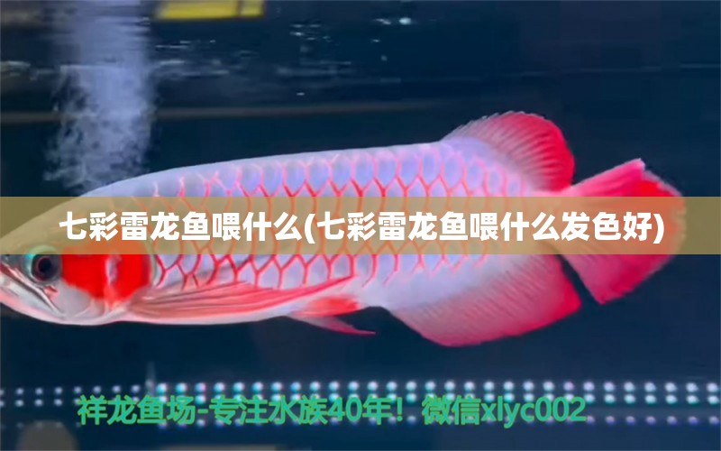 七彩雷龍魚喂什么(七彩雷龍魚喂什么發(fā)色好) 玫瑰銀版魚