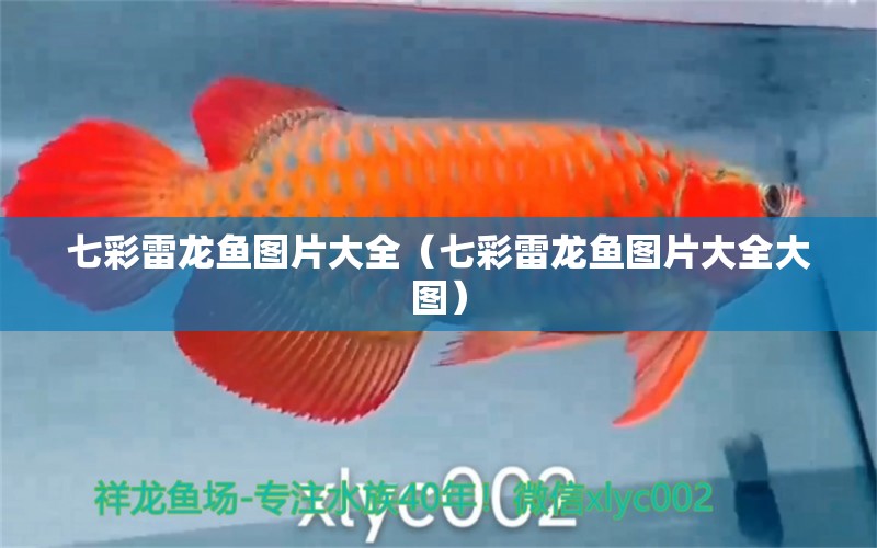 七彩雷龍魚圖片大全（七彩雷龍魚圖片大全大圖） 廣州龍魚批發(fā)市場