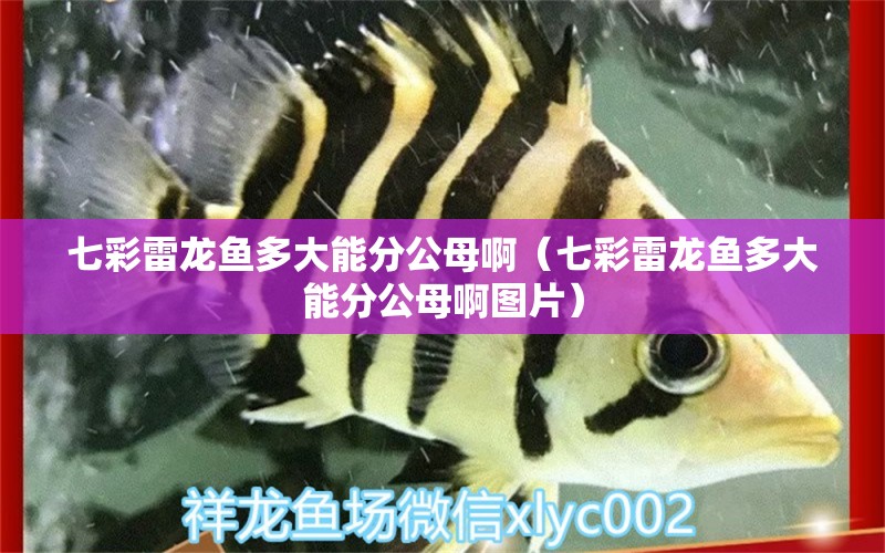 七彩雷龍魚多大能分公母?。ㄆ卟世堲~多大能分公母啊圖片）