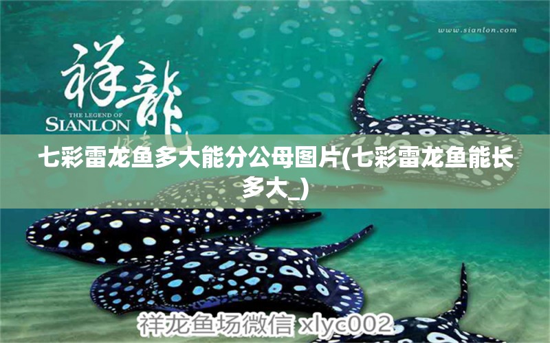 七彩雷龍魚多大能分公母圖片(七彩雷龍魚能長多大_)