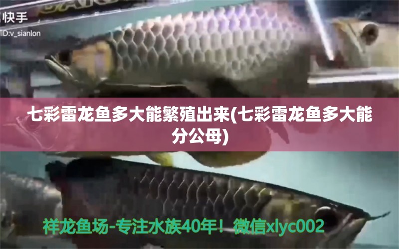 七彩雷龍魚多大能繁殖出來(七彩雷龍魚多大能分公母)