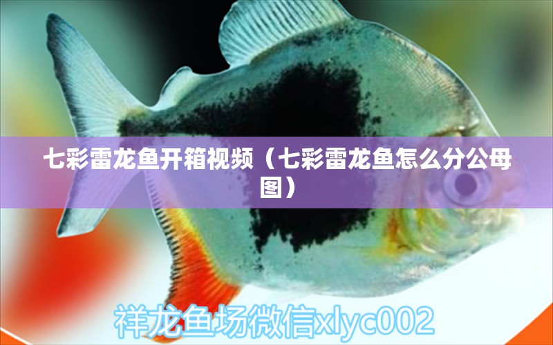 七彩雷龍魚開箱視頻（七彩雷龍魚怎么分公母圖）