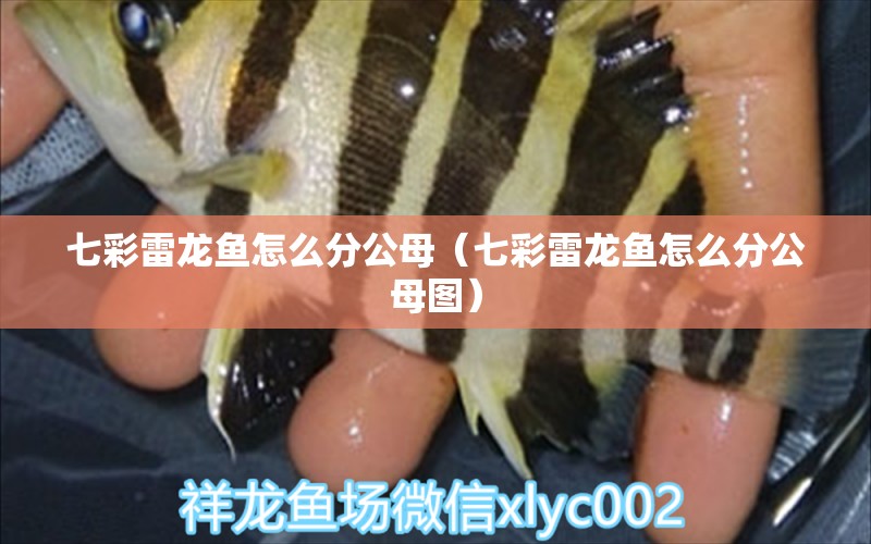 七彩雷龍魚怎么分公母（七彩雷龍魚怎么分公母圖）