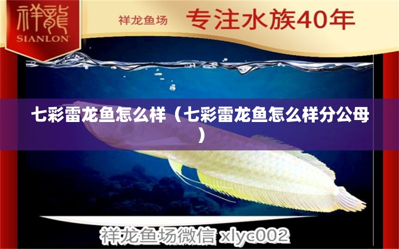 七彩雷龍魚(yú)怎么樣（七彩雷龍魚(yú)怎么樣分公母）