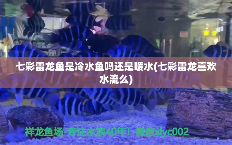 七彩雷龍魚是冷水魚嗎還是暖水(七彩雷龍喜歡水流么) 魟魚百科