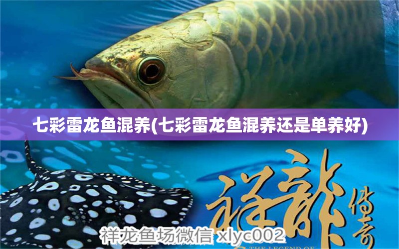 七彩雷龍魚混養(yǎng)(七彩雷龍魚混養(yǎng)還是單養(yǎng)好) 圣菲埃及魚