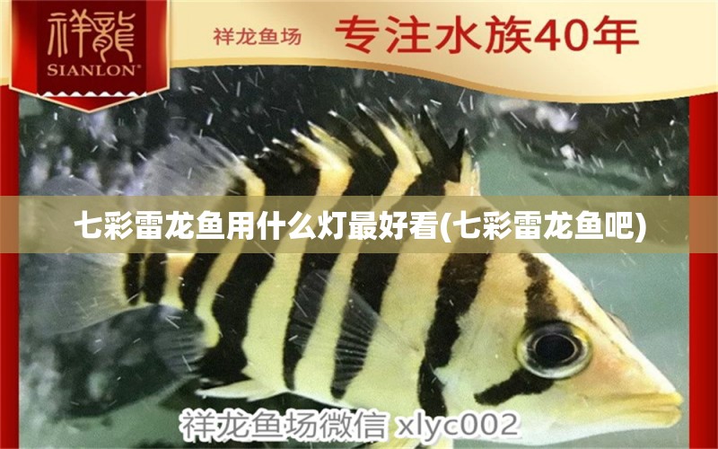 七彩雷龍魚用什么燈最好看(七彩雷龍魚吧) 觀賞魚飼料