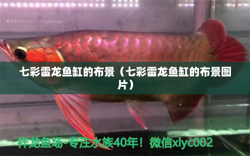 七彩雷龍魚缸的布景（七彩雷龍魚缸的布景圖片） 廣州龍魚批發(fā)市場