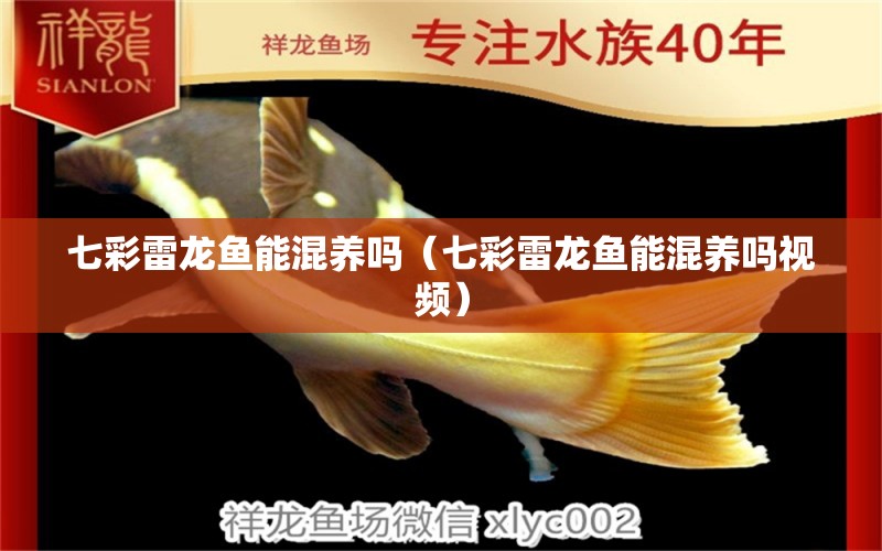 七彩雷龍魚(yú)能混養(yǎng)嗎（七彩雷龍魚(yú)能混養(yǎng)嗎視頻） 廣州龍魚(yú)批發(fā)市場(chǎng)