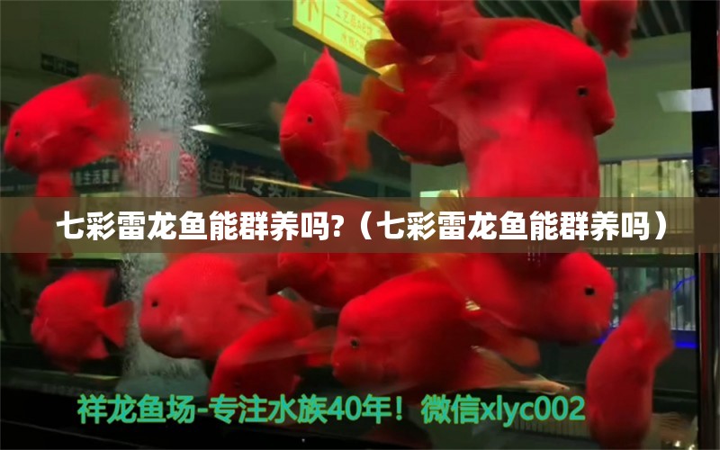 七彩雷龍魚能群養(yǎng)嗎?（七彩雷龍魚能群養(yǎng)嗎） 廣州龍魚批發(fā)市場