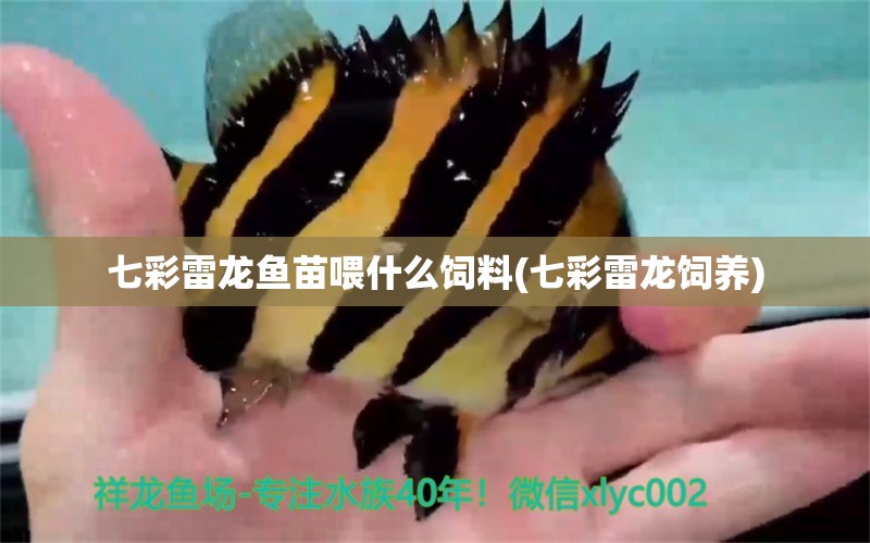 七彩雷龍魚苗喂什么飼料(七彩雷龍飼養(yǎng)) 印尼小紅龍