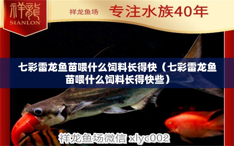 七彩雷龍魚苗喂什么飼料長(zhǎng)得快（七彩雷龍魚苗喂什么飼料長(zhǎng)得快些） 廣州龍魚批發(fā)市場(chǎng)