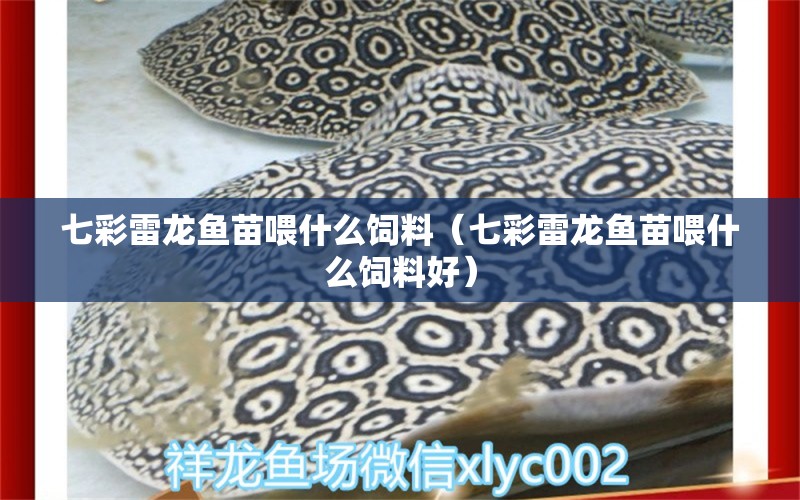 七彩雷龍魚(yú)苗喂什么飼料（七彩雷龍魚(yú)苗喂什么飼料好） 廣州龍魚(yú)批發(fā)市場(chǎng)