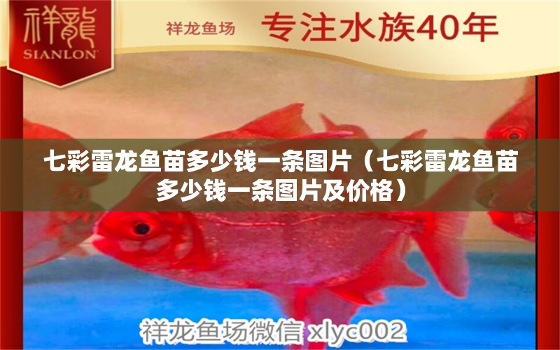 七彩雷龍魚苗多少錢一條圖片（七彩雷龍魚苗多少錢一條圖片及價格） 廣州龍魚批發(fā)市場