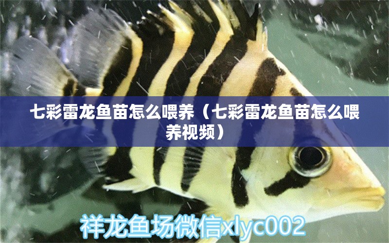 七彩雷龍魚苗怎么喂養(yǎng)（七彩雷龍魚苗怎么喂養(yǎng)視頻） 廣州龍魚批發(fā)市場