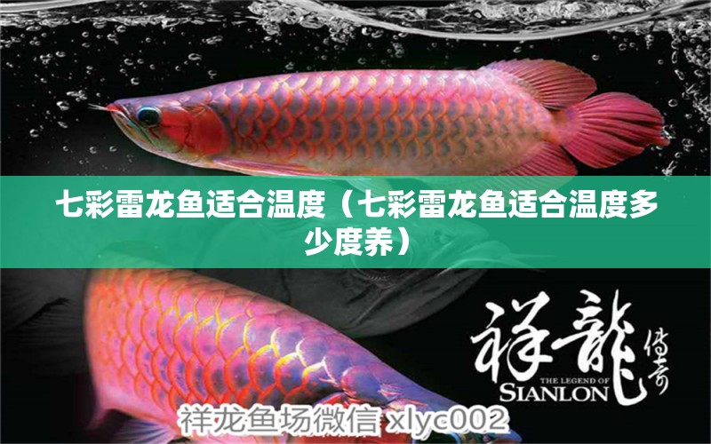 七彩雷龍魚適合溫度（七彩雷龍魚適合溫度多少度養(yǎng)） 廣州龍魚批發(fā)市場