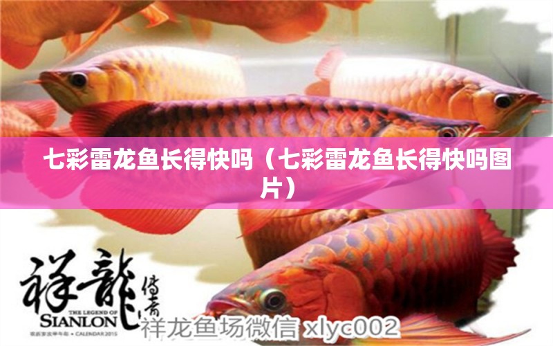 七彩雷龍魚長得快嗎（七彩雷龍魚長得快嗎圖片） 廣州龍魚批發(fā)市場