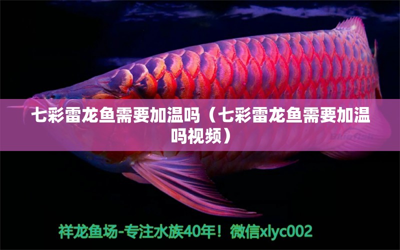 七彩雷龍魚需要加溫嗎（七彩雷龍魚需要加溫嗎視頻） 廣州龍魚批發(fā)市場(chǎng)