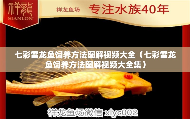 七彩雷龍魚飼養(yǎng)方法圖解視頻大全（七彩雷龍魚飼養(yǎng)方法圖解視頻大全集） 廣州龍魚批發(fā)市場