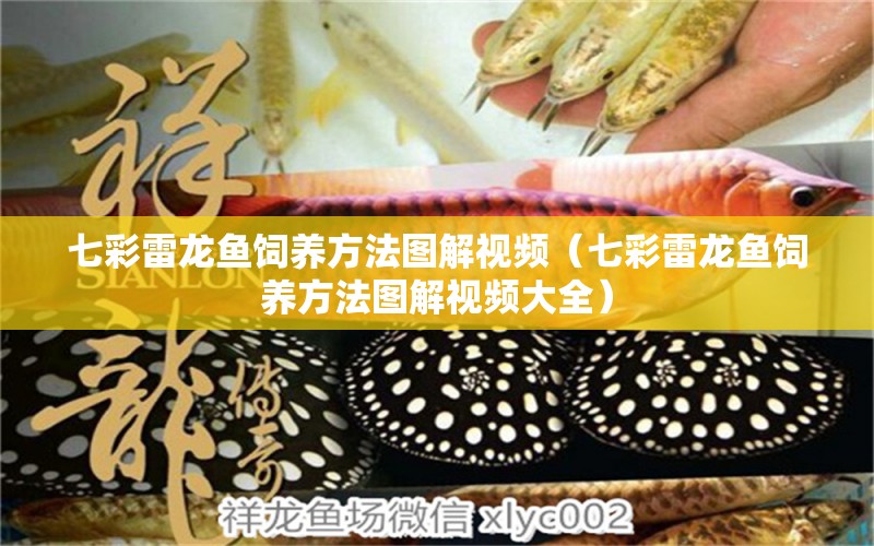 七彩雷龍魚(yú)飼養(yǎng)方法圖解視頻（七彩雷龍魚(yú)飼養(yǎng)方法圖解視頻大全） 廣州龍魚(yú)批發(fā)市場(chǎng)