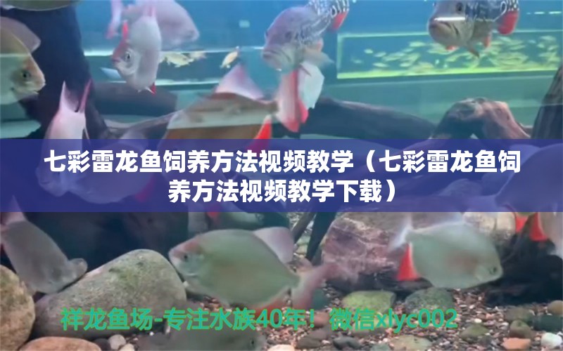 七彩雷龍魚飼養(yǎng)方法視頻教學(xué)（七彩雷龍魚飼養(yǎng)方法視頻教學(xué)下載）