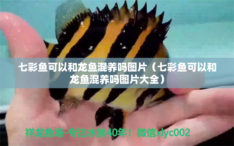 七彩魚可以和龍魚混養(yǎng)嗎圖片（七彩魚可以和龍魚混養(yǎng)嗎圖片大全）