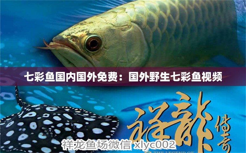 七彩魚國內國外免費：國外野生七彩魚視頻 觀賞魚