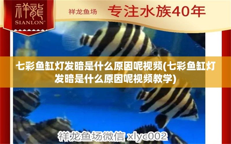 七彩魚(yú)缸燈發(fā)暗是什么原因呢視頻(七彩魚(yú)缸燈發(fā)暗是什么原因呢視頻教學(xué)) 稀有金龍魚(yú)