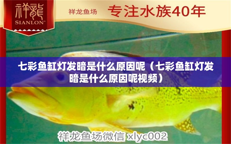 七彩魚缸燈發(fā)暗是什么原因呢（七彩魚缸燈發(fā)暗是什么原因呢視頻） 白化火箭