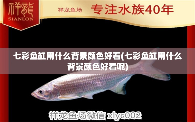 七彩魚缸用什么背景顏色好看(七彩魚缸用什么背景顏色好看呢) 赤焰中國虎魚