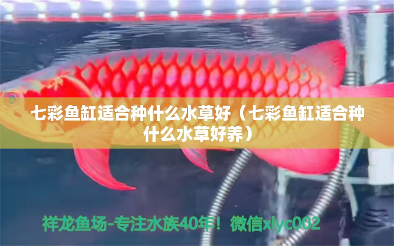 七彩魚缸適合種什么水草好（七彩魚缸適合種什么水草好養(yǎng)）