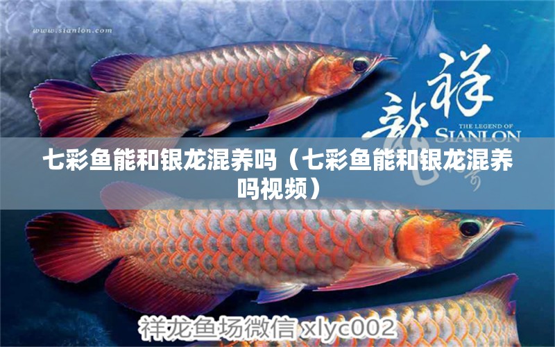 七彩魚能和銀龍混養(yǎng)嗎（七彩魚能和銀龍混養(yǎng)嗎視頻） 廣州龍魚批發(fā)市場