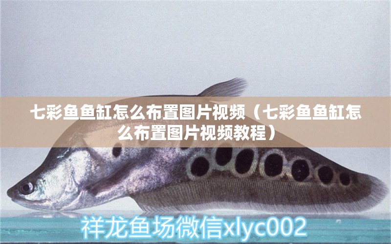 七彩魚魚缸怎么布置圖片視頻（七彩魚魚缸怎么布置圖片視頻教程）