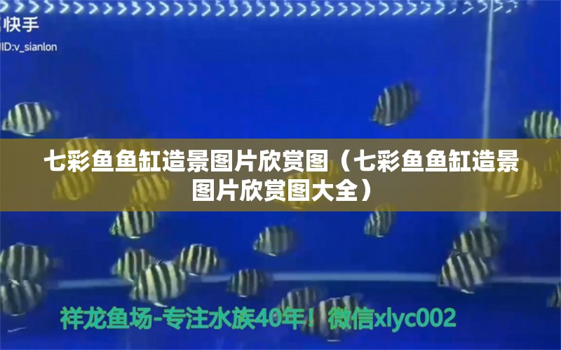 七彩魚魚缸造景圖片欣賞圖（七彩魚魚缸造景圖片欣賞圖大全） 觀賞魚市場(chǎng)（混養(yǎng)魚）