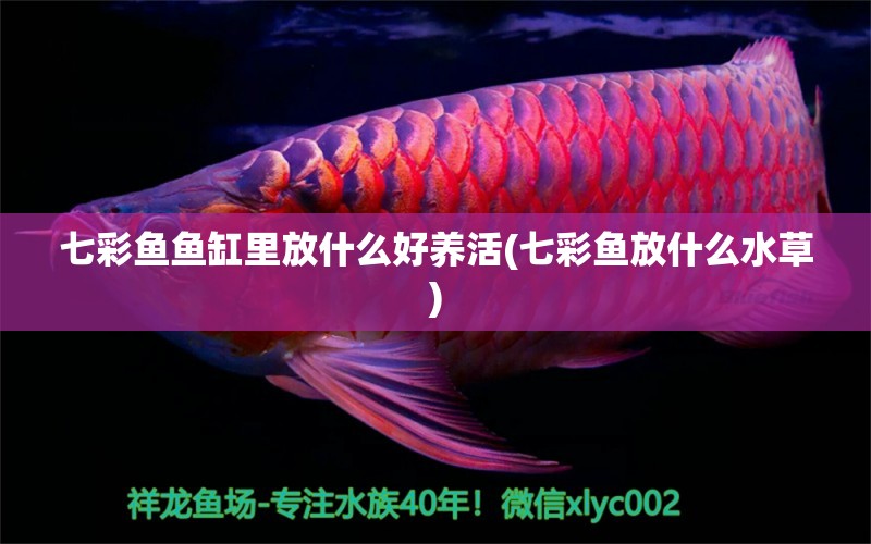 七彩魚魚缸里放什么好養(yǎng)活(七彩魚放什么水草) 水草