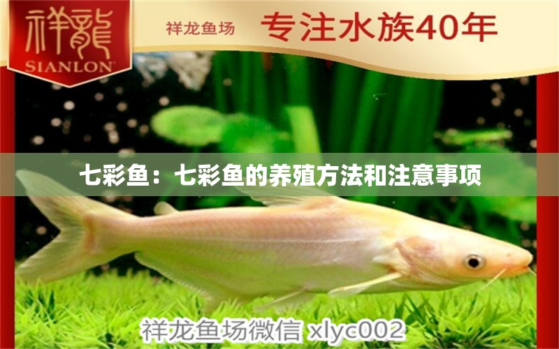 七彩魚：七彩魚的養(yǎng)殖方法和注意事項(xiàng) 白條過背金龍魚