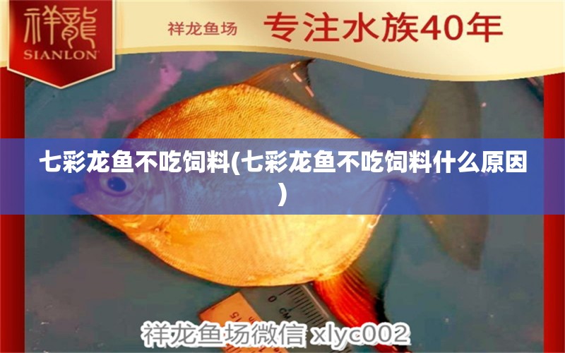 七彩龍魚不吃飼料(七彩龍魚不吃飼料什么原因) 帝王迷宮魚