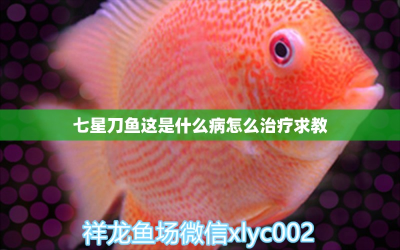 七星刀魚這是什么病怎么治療求教 龍魚疾病與治療