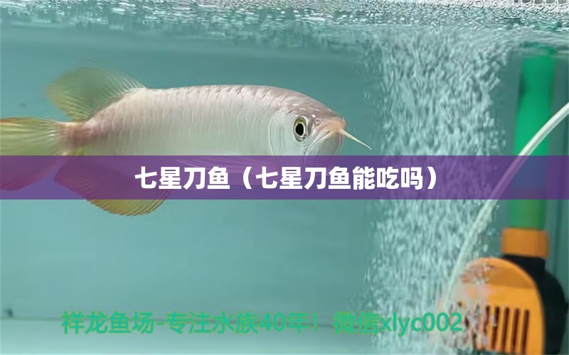 七星刀魚（七星刀魚能吃嗎） 觀賞魚