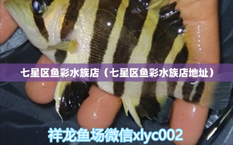 七星區(qū)魚彩水族店（七星區(qū)魚彩水族店地址）