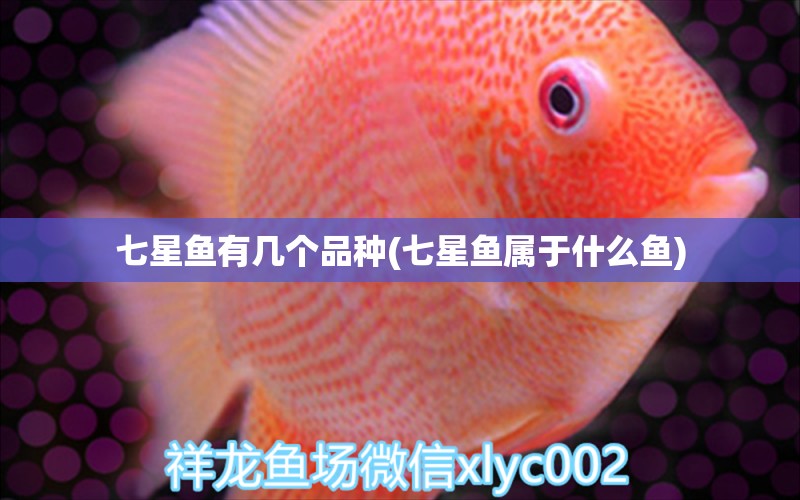 七星魚有幾個(gè)品種(七星魚屬于什么魚) 黃金鴨嘴魚