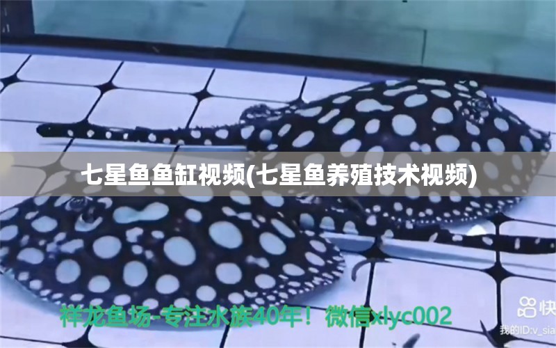 七星魚魚缸視頻(七星魚養(yǎng)殖技術視頻) 孵化器