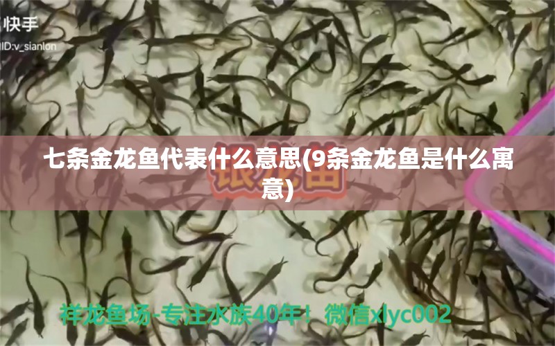 七條金龍魚(yú)代表什么意思(9條金龍魚(yú)是什么寓意) 古典過(guò)背金龍魚(yú)